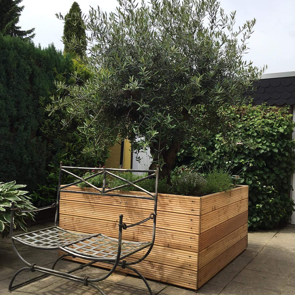 Metallbank vor großem Holz-Pflanzkasten mit dichtem Olivenbaum, Kräutern und Blumen, gepflasterte Terrasse, umgeben von immergrünen Hecken und Efeu