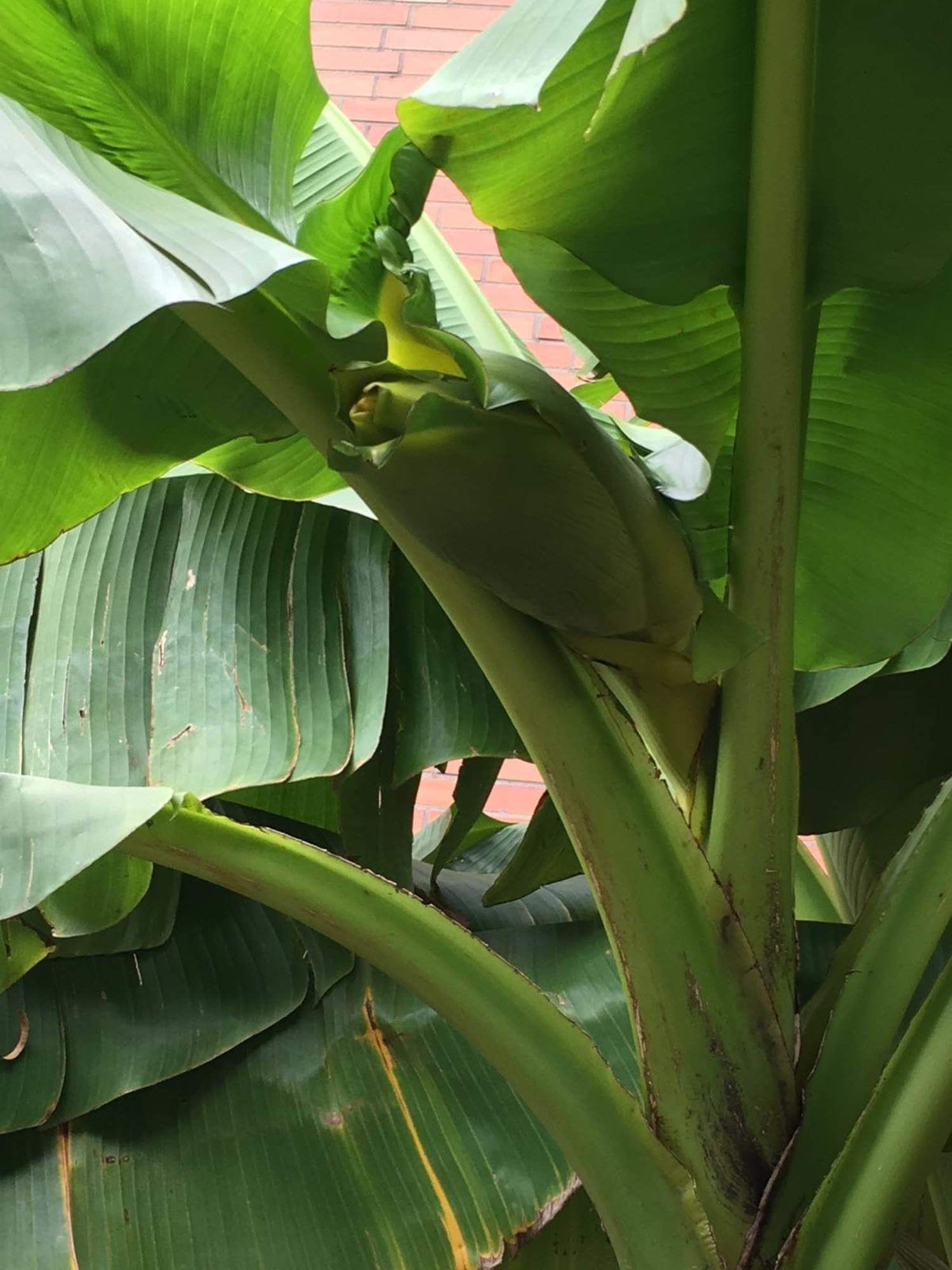 Nahaufnahme großer grüner Bananenblätter und dicker Stängel mit geschlossenem Blütenkolben, im Hintergrund teilweise eine rote Backsteinwand