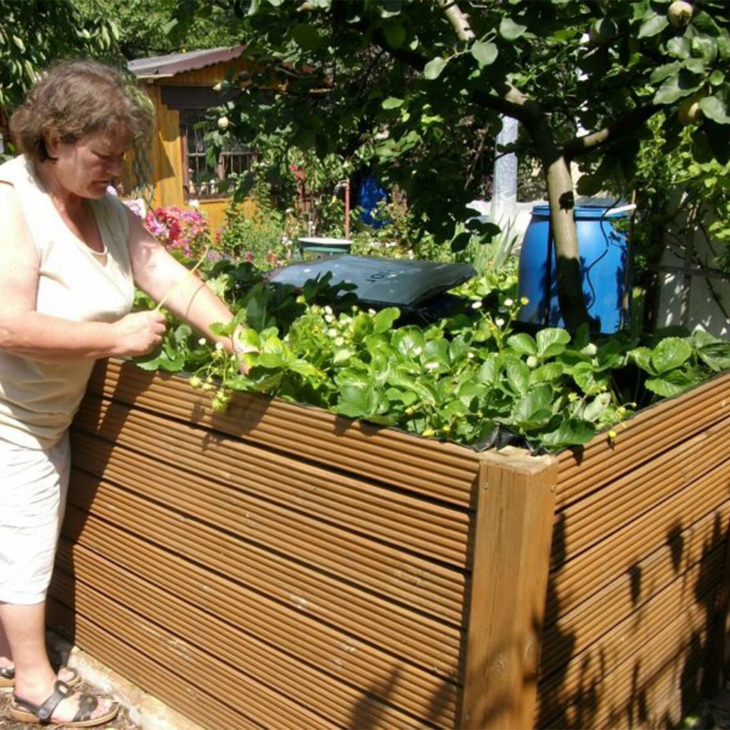 Person an erhöhtem Holzkastenbeet erntet oder prüft Erdbeerpflanzen, umgeben von Garten mit Baum, blauem Regenfass und Gartenhäuschen im Hintergrund